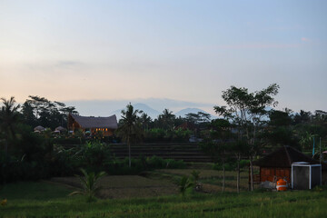 Obraz premium Beautiful Rice Terrace, Ubud, Bali, Indonesia with the view of Mount Batur and Agung Volcano