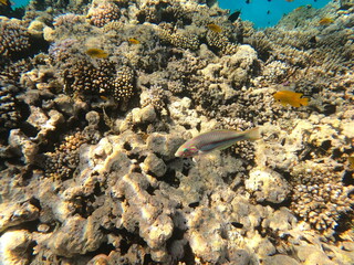 Reef with lots of colorful corals and lots of fish in clear blue water in the Red Sea near Hurgharda, Egypt