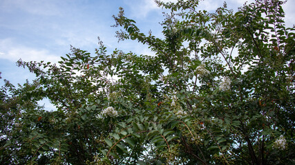 tree branches against blue sky