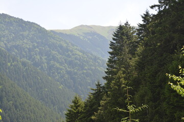Mountain view in the forest.
