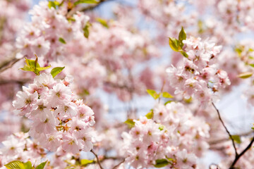 Kirschblüten - Blüten im Frühling
