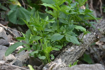 Small green plant.
