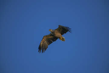 eagle in flight