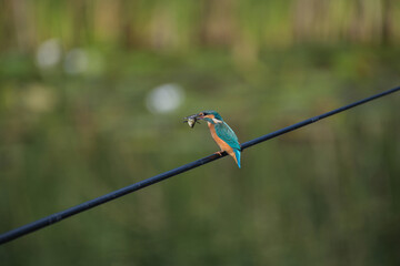 kingfisher on branch