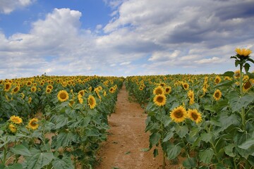 Fototapeta na wymiar Path in the middle of a sunflower field under a cloudy sky.