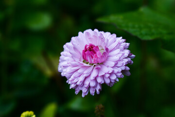 Obraz premium Magarite on a flower bed after rain