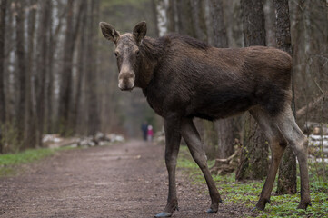 Fototapeta premium moose 