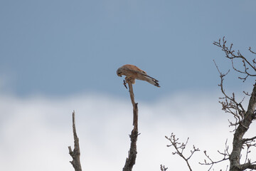 turmfalke on a branch