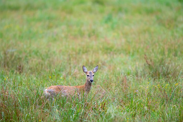 Reh (Capreolus capreolus) im Gras, Müritz NP, Deutschland, Europa