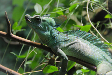 green lizard on a tree