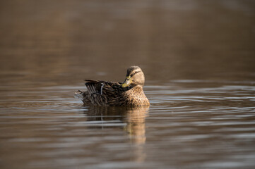 duck in the water