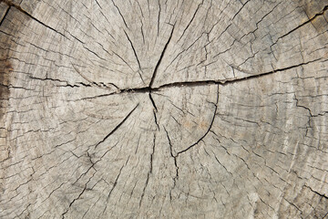 Fototapeta premium Stump of tree, cross section of a tree trunk