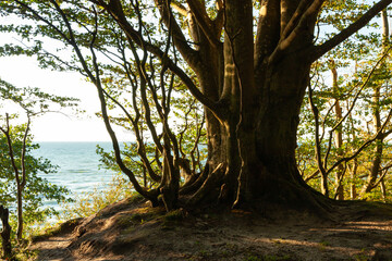 isolated old big tree growing on a cliff on the seashore