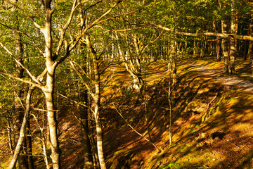 Tree-covered cliff on the Baltic coast, afternoon sunny day,