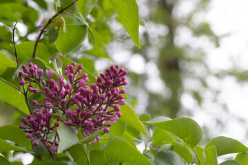 Blooming lilac on a background of green leaves.
