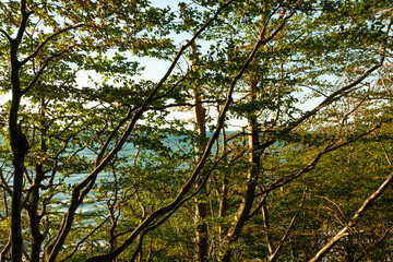 tree branches with green leaves, sea in the background, sunny afternoon day