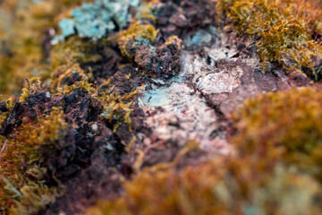 moss on autumn trunk