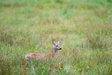 Reh (Capreolus capreolus) im Gras, Müritz NP, Deutschland, Europa