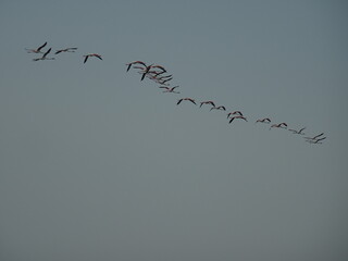 flamencos volando y en un humedal