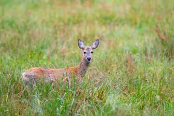 Reh (Capreolus capreolus) im Gras, Müritz NP, Deutschland, Europa