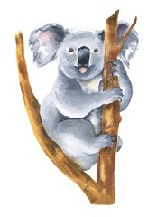 Hand drawn watercolor koala on a tree isolated on white background. Animal illustration. © Ann Lou