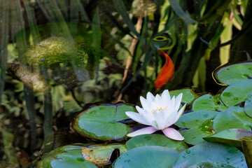 blooming white water lilies in a pond with fish