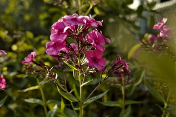 Nice red garden flower  on Carpathian mountain rising summer filling