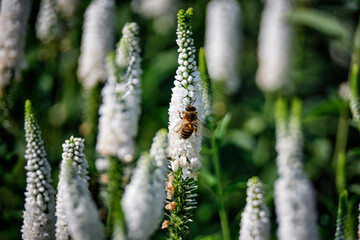 Naklejka premium veronica longifolia speedwell plant with bee
