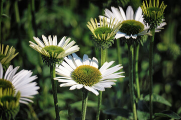 Echinacea purpurea  'Virgin', commonly called purple coneflower