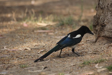 pajaro cabeza negra y plumas blancas, azules y verdes
