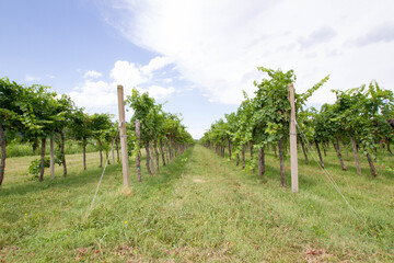 Fototapeta na wymiar Wine yard in the countryside. Close up of a wine yard.