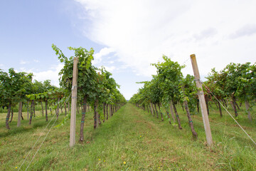 Fototapeta na wymiar Wine plants in a wine yard. Wine farm in a rural setting.