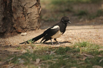 pajaro cabeza negra y plumas blancas, azules y verdes