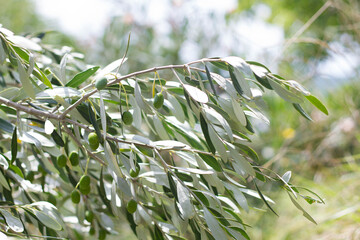 Close up of an olive branch.