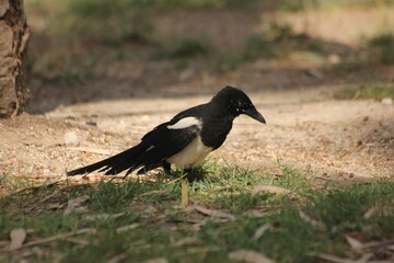 pajaro cabeza negra y plumas blancas, azules y verdes