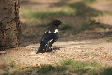 pajaro cabeza negra y plumas blancas, azules y verdes