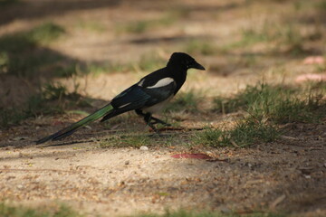 pajaro cabeza negra y plumas blancas, azules y verdes