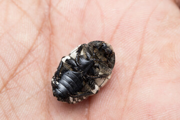 Obraz premium Ventral side of fruit chafer beetle (Mausoleopsis amabilis) on hand