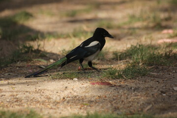 pajaro cabeza negra y plumas blancas, azules y verdes