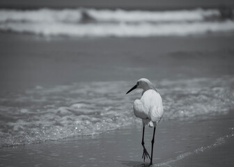 heron on the beach