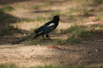 pajaro cabeza negra y plumas blancas, azules y verdes