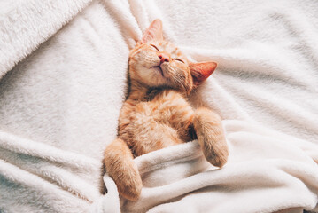 Cute little ginger kitten sleeps on its back on white soft blanket