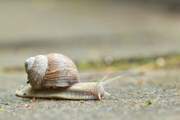 Nahaufnahme einer Weinbergschnecke auf einem Weg, Helix pomatia