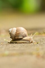Nahaufnahme einer Weinbergschnecke auf einem Weg, Helix pomatia