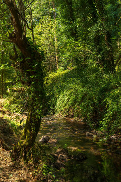Camino dos Arrieros, Carballi&ntilde;o, Ourense. 