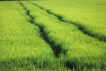paisajes y formas del delta del ebro en Tarragona