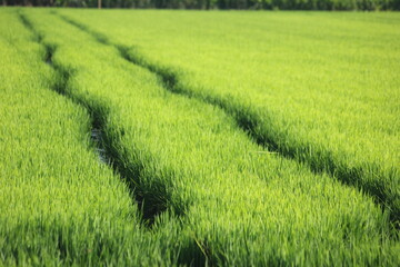 Obraz premium paisajes y formas del delta del ebro en Tarragona