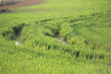 paisajes y formas del delta del ebro en Tarragona