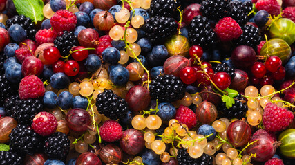 Gooseberries, blueberries, mulberry, raspberries, white and red currants.