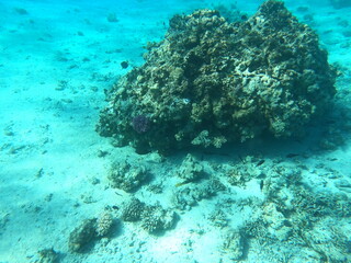 Reef with lots of colorful corals and lots of fish in clear blue water in the Red Sea near Hurgharda, Egypt